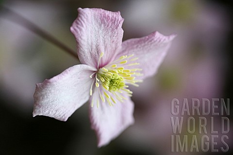 Clematis_Clematis_Montana_Wilsonii_A_single_open_white_flower_with_pink_tinging