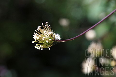 Clematis_Clematis_Montana_Wilsonii_A_single_open_flower_head_ona_stem_that_has_set_and_going_to_seed