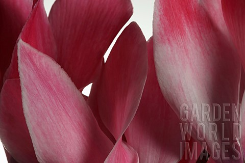 Cyclamen_Cyclamen_Alpine_Violet_Close_up_of_open_pink_flower_heads_shown_against_a_pure_white_backgr