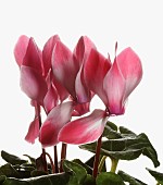 Cyclamen, Cyclamen Alpine Violet, Open pink flower heads with leaves, shown against a pure white background.