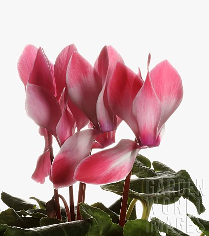 Cyclamen_Cyclamen_Alpine_Violet_Open_pink_flower_heads_with_leaves_shown_against_a_pure_white_backgr