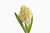 Hyacinth, Hyacinthus, Single open cream flower head with leaves shown against a pure white background.