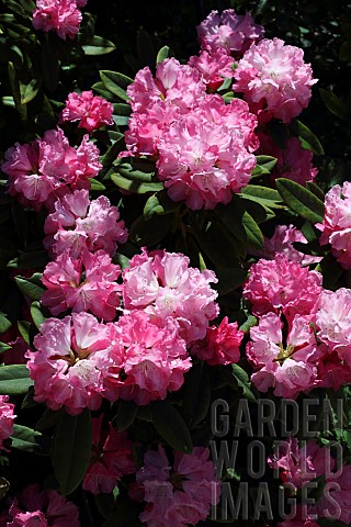 Rhododendron_Rhododendron__Rosy_Dream_yakushimanum_x_Britannia_Deep_pink_flowers_in_bloom_borne_on_a