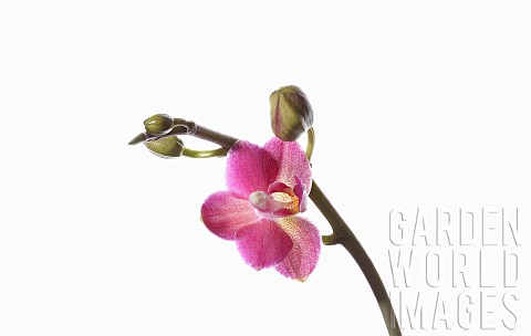 Orchid_Moth_Orchid_Phalaeonopsis_Open_light_pink_speckled_flower_and_buds_on_a_single_stem_against_a