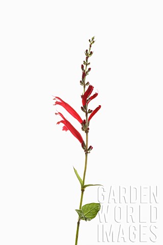 Sage_Pineapple_sage_Salvia_Elegans_Single_stem_with_open_and_opening_flowers_shown_againast_a_pure_w