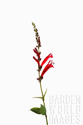 Sage_Pineapple_sage_Salvia_Elegans_Single_stem_with_open_and_opening_flowers_shown_againast_a_pure_w