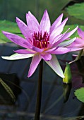 NYMPHAEA ‘WOODS BLUE GODDESS’, WATER LILY