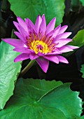 NYMPHAEA ‘DIRECTOR GEORGE T MOORE’, WATER LILY