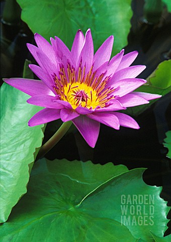 NYMPHAEA_DIRECTOR_GEORGE_T_MOORE_WATER_LILY