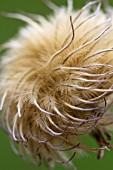 CLEMATIS SEEDHEAD