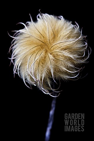 CLEMATIS_SEEDHEAD