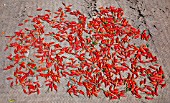 CAPSICUM ANNUUM LAOS, RED CHILLI PEPPERS LAID OUT TO DRY