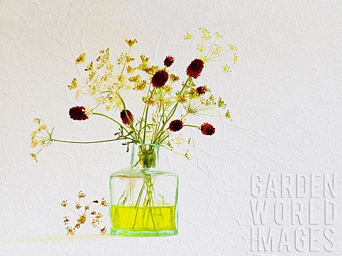 Studio_shot_of__Cow_parsley_Anthriscus_sylvestris_and_Salad_Burnet_Sanguisorba_minor_arranged_in_gre