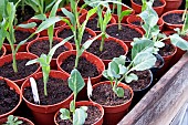 Young vegetable plants in pots growing under cover in a greenhouse, Cauliflower Clapton and Sweetcorn Lark.