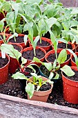 Young Beta, Rainbow Chard and Sweetcorn, Lark plants in pots growing under cover in a greenhouse.