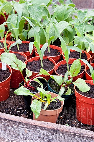Young_Beta_Rainbow_Chard_and_Sweetcorn_Lark_plants_in_pots_growing_under_cover_in_a_greenhouse