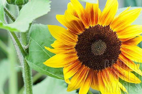 Sunflower_The_Bees_Knees_Helianthus_annuus_The_Bees_Knees_Yellow_flower_growing_outdoor