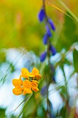 Glaucous scorpion-vetch, Cornilla Valentina subsp Glauca, Delicate yellow flower growing outdoor.