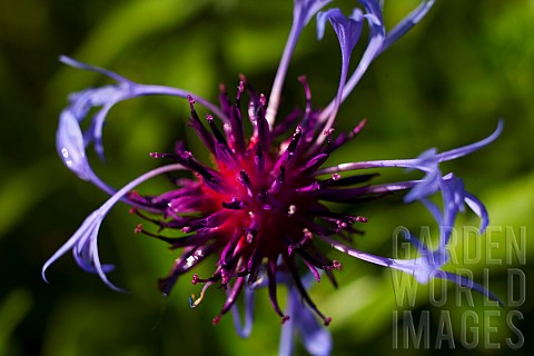 Bergamot_Adam_Monarda_Adam_Purple_coloured_flower_growing_outdoor