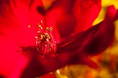 Rose, Rosa, Detail of red coloured flower growing outdoor showing stamen.