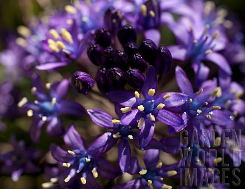 Portuguese_squill_Scilla_Peruviana_Purple_coloured_flowers_growing_outdoor