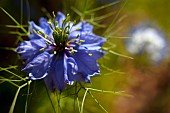 Nigella, Nigella damascena, Close up of blue coloured flower growing outdoor.
