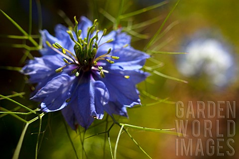 Nigella_Nigella_damascena_Close_up_of_blue_coloured_flower_growing_outdoor