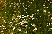 Daisy, Bellis cultivar, Mass of small white flowers growing outdoor in a field.