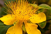St Johns Wort, Hypericum perforatum, Close up of yellow flower growing outdooor showing stamen.