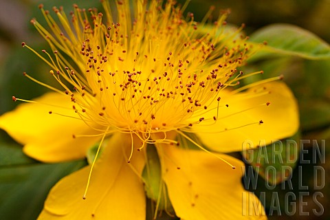 St_Johns_Wort_Hypericum_perforatum_Close_up_of_yellow_flower_growing_outdooor_showing_stamen