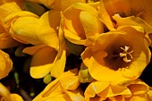 Freesia, Close up of yellow coloured flowers growing outdoor.