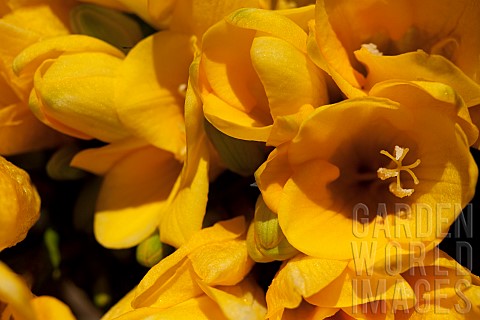 Freesia_Close_up_of_yellow_coloured_flowers_growing_outdoor
