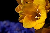 Freesia, Close up of yellow coloured flower growing outdoor.