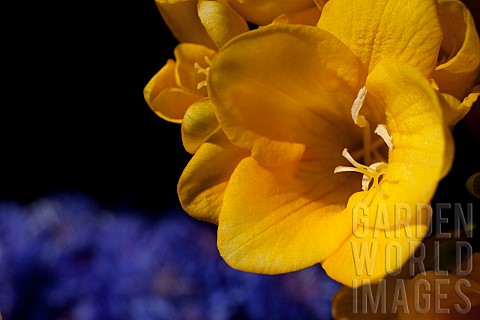 Freesia_Close_up_of_yellow_coloured_flower_growing_outdoor