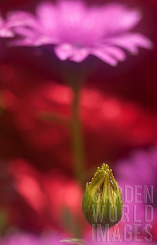 Osteospermum_Side_view_of_purple_coloured_flower_with_bud_in_the_foreground