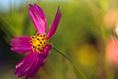 Cosmos, Side view of pink coloured flower growing outdoor showing stamen.