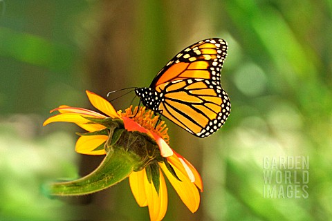 MONARCH_BUTTERFLY_CLOSE_UP