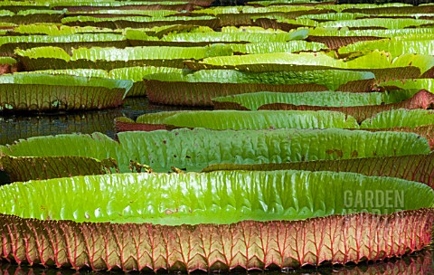 NYMPHAEA_WATER_LILY