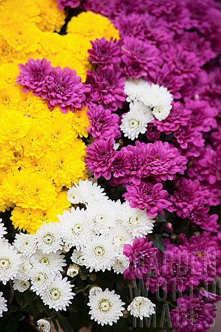 Chrysanthemum_Mass_of_multi_coloured_flowers_growing_outdoor