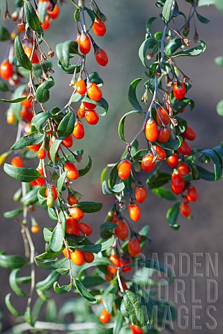 Wolf_berry_Goji_berry_Lycium_barbarum_Mass_of_red_berries_growing_outdoor_on_the_bush