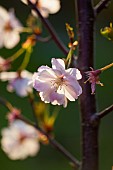 Cherry, Prunus serrualta, Close up of pink flower blossoms growing on Japanese Cherry Tree outdoor.
