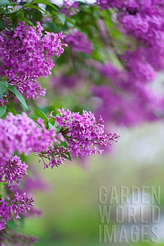 Lilac_Syringa_vulgaris_Mauve_coloured_flowers_growing_outdoor