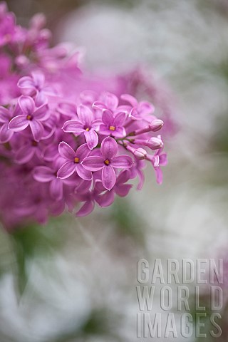 Lilac_Syringa_vulgaris_Mauve_coloured_flowers_growing_outdoor