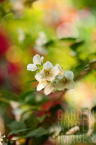 Mock_Orange_Philadelphus_coronarius_Detail_of_white_coloured_flowers_growing_outdoor
