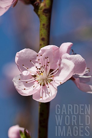 Peach_Prunus_persica_Pink_flower_blossoms_growing_on_tree_outdoor