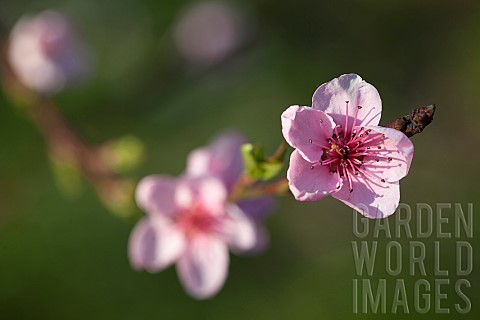 Peach_Prunus_persica_Pink_flower_blossoms_growing_on_tree_outdoor