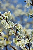 Plum, Prunus domestica, White flower blossoms growing on tree outdoor.