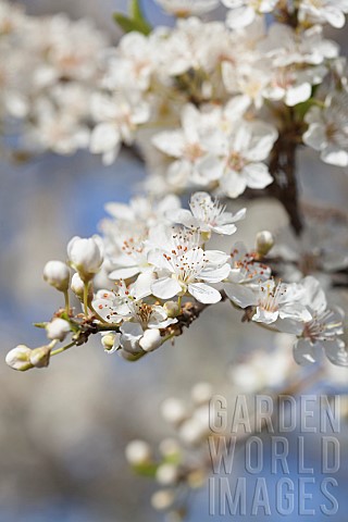 Plum_Prunus_domestica_White_flower_blossoms_growing_on_tree_outdoor
