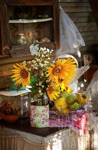 Sunflower_Helianthus_Yellow_cut_flowers_in_bucket_on_patio