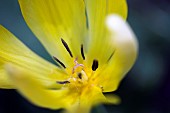 Tulip, Tulipa, Side view of yellow coloured flower growing outdoor showing stamen.